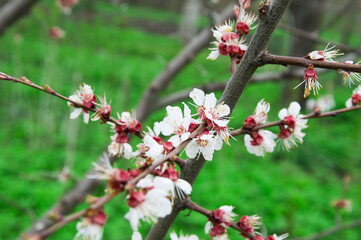 cherry blossom on a tree. the concept of a good harvest of cherry. a blossoming young tree in the garden