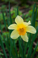 Fototapeta premium yellow flower on a green background. young daffodil close up. fresh spring plant