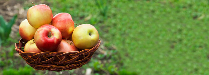 ripe juicy apples in a basket on a green background. red big apples in a green garden.