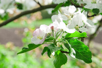 apple white blossom on a tree. the concept of a good harvest of apples. a blossoming young tree in the garden