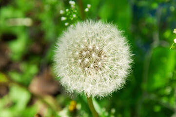 big white dandelion on a green background. spring plants concept
