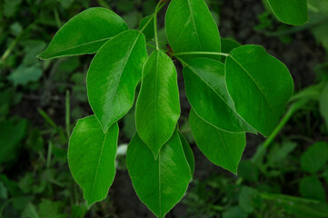 Fototapeta na wymiar pear leaves on a natural background. green large leaves on a dark surface
