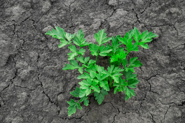 green parsley on black ground. fresh herbs on a natural background. farming concept