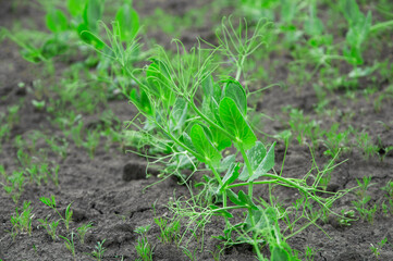 young green peas grow on black earth. the concept of growing peas