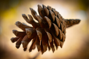 pine cones