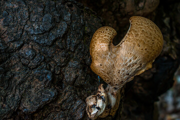 mushrooms on tree