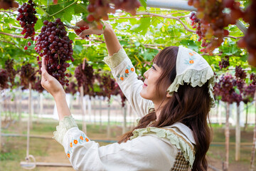 Obraz premium Woman wearing cute gardener costume picking grapes with shears in garden