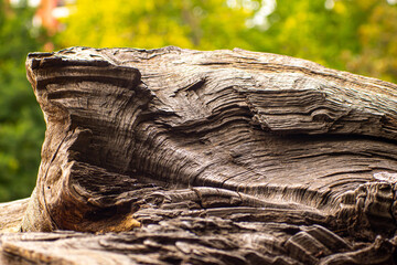 Tree trunk