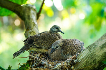 Two chicks of spotted dove in the nest on the branches of coffee plant
