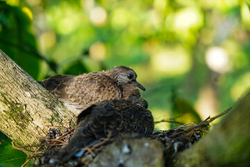 Two chicks of spotted dove in the nest on the branches of coffee plant