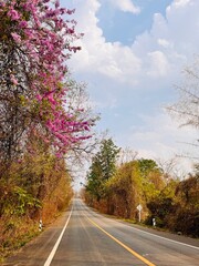 Fototapeta premium road in autumn forest