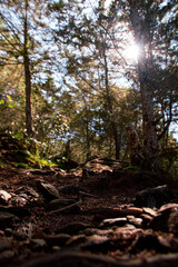 lost trails in the woods