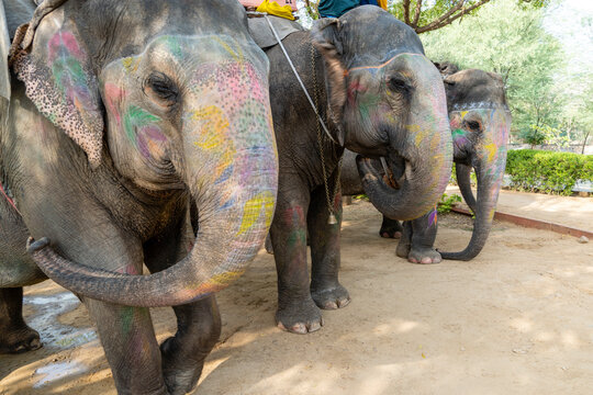 Elephant. India, Jaipur, state of Rajasthan.