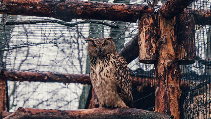 Owl on tree