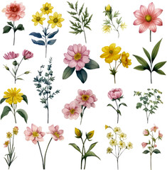 Watercolor Wildflower clip art Wildflower illustrations Nature-inspired Spring floral graphics