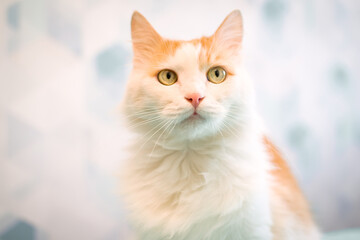 A white cat with red spots looks at the camera. Pretty adult domestic cat at home The serious look of the cat.
