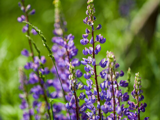 Blooming macro lupine flower. Lupinus, lupin, lupine field with pink purple flower. Bunch of lupines summer flower background. A field of lupines. Violet spring and summer flower