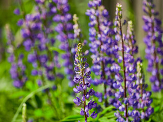 Blooming macro lupine flower. Lupinus, lupin, lupine field with pink purple flower. Bunch of lupines summer flower background. A field of lupines. Violet spring and summer flower