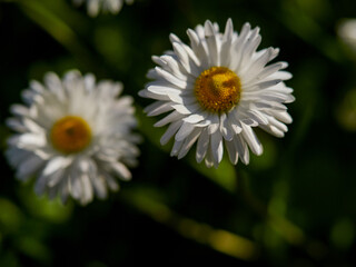Obraz premium Chamomile flower field. Camomile in the nature. Field of camomiles at sunny day at nature. Camomile daisy flowers in summer day. Chamomile flowers field wide background in sun light