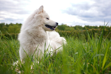 Naklejka na ściany i meble A fluffy white dog of the Samoyed breed lies on a green lawn among grass and flowers. A dog is a pet, friend and companion of a person.