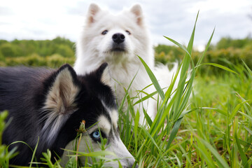 Two fluffy purebred dogs: a white samoyed arctic spitz and a black and white siberian husky lie on...