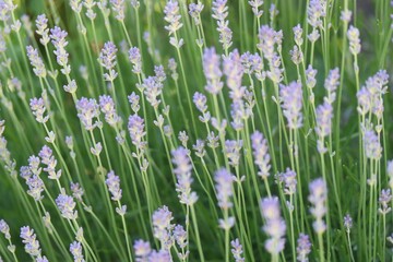 blooming lavender bush in summer in a beautiful garden