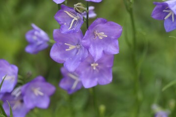Fototapeta na wymiar purple flowers that look like bells with pointed ends