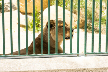 A lioness in a zoo behind bars. Keeping wild animals in captivity - obrazy, fototapety, plakaty