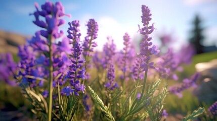 Obraz premium Lavender Flower in Spring Garden. Stunning Ultra-Wide Angle Rendered Shot.