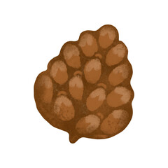 Pine hand drawn illustration