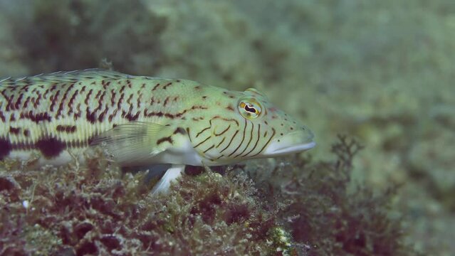 Close-up portrait of Speckled Sandperch or Blacktail grubfish (Parapercis hexophtalma) lies on stone covered with brown algae at evening time on sunset sunrays, slow motion