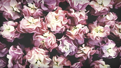 romantische rosa Blüten wie Rüschen der Levkoje Matthiola Blume
Hintergrund floral pastell...