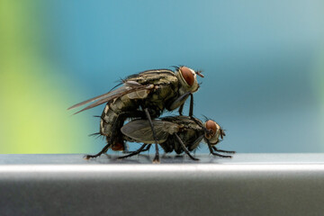 Male and female flies are mating.