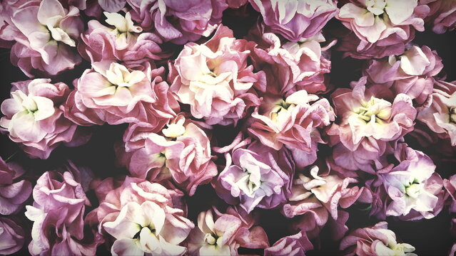 romantische rosa Blüten wie Rüschen der Levkoje Matthiola Blume
Hintergrund floral pastell hellgelb und pink