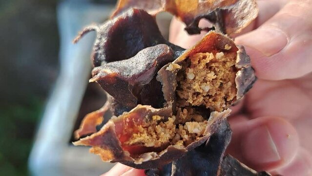 Appearance of pollen collected by stingless bees in the hive