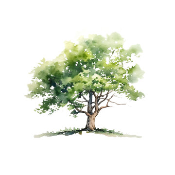 image of a green broadleaf tree in watercolor design isolated on transparent background