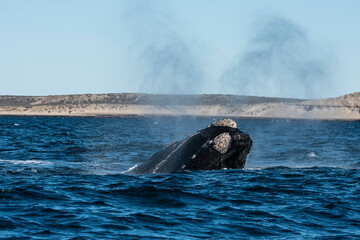 Sohutern right whale whale breathing, Peninsula Valdes, Unesco World Heritage Site, Chubut...