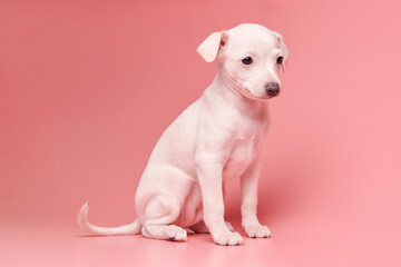 Portrait of cute Italian Greyhound puppy isolated on pink studio background. Small beagle dog white...