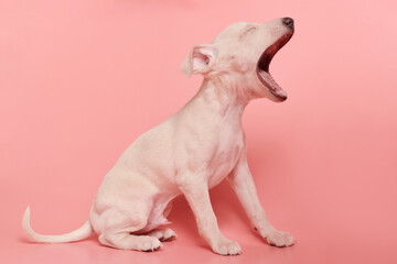 Portrait of cute Italian Greyhound puppy yawning isolated on pink studio background. Small sleepy...