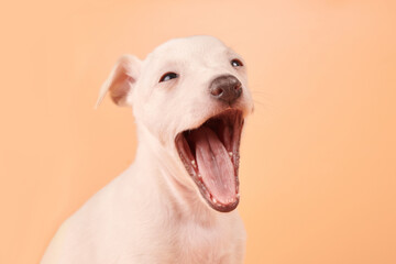 Obraz premium Portrait of cute Italian Greyhound puppy yawning isolated on orange studio background. Small sleepy beagle dog white beige color.