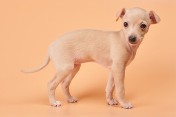 Portrait of cute Italian Greyhound puppy isolated on orange peachy studio background. Small beagle...