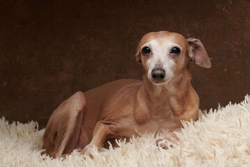 Portrait of Italian Greyhound dog brown color posing isolated on fluffy carpet in studio