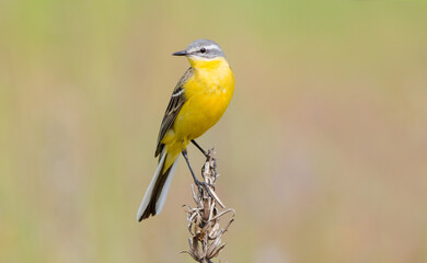 yellow backed shrike