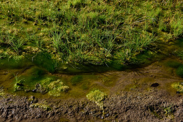 Fototapeta na wymiar Green algae in aquatic environment , Patagonia, Argentina.