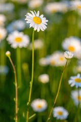Several beautiful camomiles on wild meadow