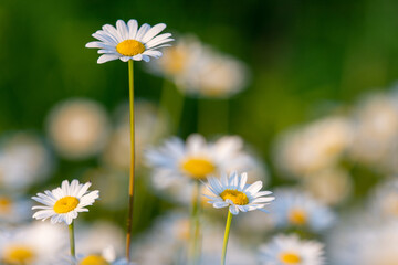 Several beautiful camomiles on wild meadow