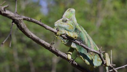 Naklejka na ściany i meble Disgruntled elderly chameleon lies on thorny branch of tree. Veiled chameleon, Yemen chameleon or Cone-head chameleon (Chamaeleo calyptratus)