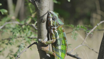 Naklejka na ściany i meble Green chameleon going up tree trunk on sunny day. Panther chameleon (Furcifer pardalis).