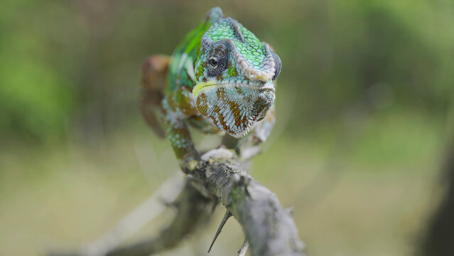 Green chameleon walks along branch and looksat around on bright sunny day on the green trees background. Panther chameleon (Furcifer pardalis). Front side