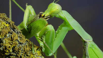 Sexual cannibalism, Close-up portrait of large female green praying mantis eats the male after mating on tree branch covered with lichen. Transcaucasian tree mantis (Hierodula transcaucasica) - obrazy, fototapety, plakaty